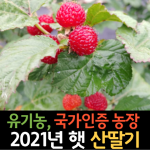 2021년 유기농 무농약 햇 산딸기 생과 냉동 산지직송, 유기농 산딸기 2.5kg