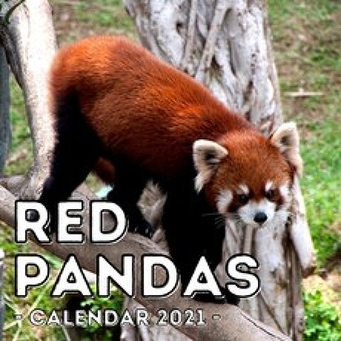 (영문도서) Red Pandas 2021 Calendar: Cute Gift Idea For Panda Lovers Men And Women Paperback, Independently Published, English, 9798506513148