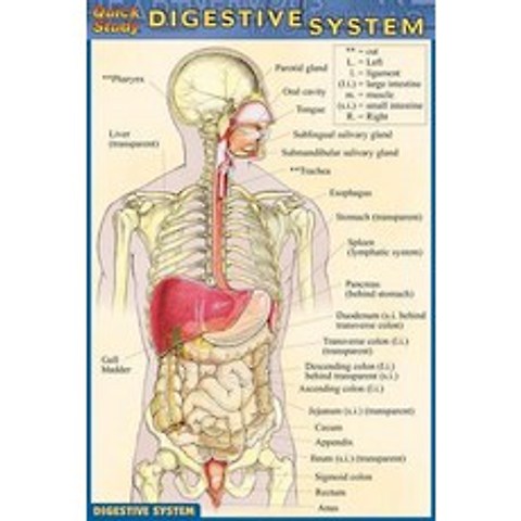 Digestive System Other, Barcharts