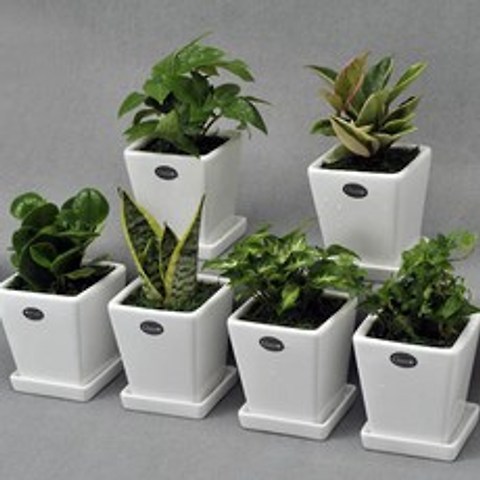 가꾸지오 공기정화식물 먼지제거 생화 실내인테리어 사각화이트화분6p세트, 사각화이트하분6p-기본세트