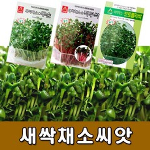 [꿈쟁이] 새싹채소씨앗 종류선택 - 새싹채소키우기 채소씨앗, 01 무순씨앗