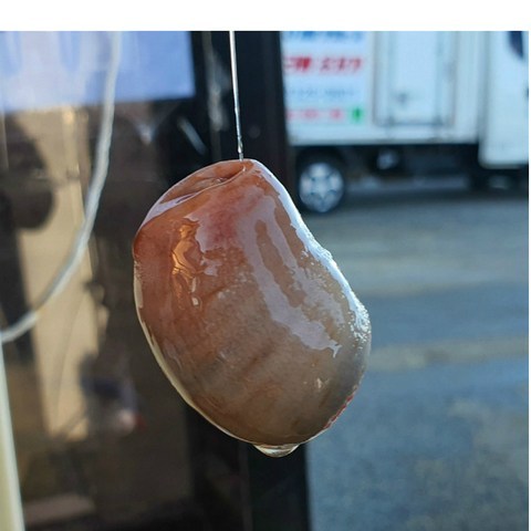 [낚시용] 개불 10미(산소포장) 감성돔 참돔 붕장어 미끼, 6미