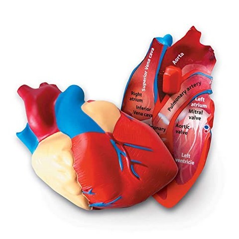 단면 인간의 심장 모델 큰 거품의 실증 모델 2 피스 학년 2 나이 7, 본상품, 본상품