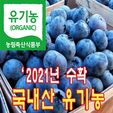 햇님농원 국산 유기농인증 블루베리 생과 중과 최상품 농장직배송 선물용, 1개, 1KG