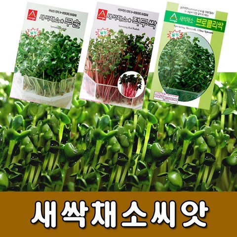 [꿈쟁이] 새싹채소씨앗 종류선택 - 새싹채소키우기 채소씨앗, 03 브로콜리씨앗