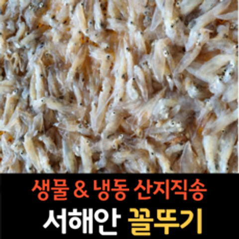 싱싱한 서해안 제철 생물 꼴뚜기 1kg, 냉동 꼴뚜기 500g (2팩)