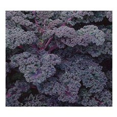 PREMIER SEEDS DIRECT-Kale / Borecole-Scarlet-2200 Seeds, 단일옵션