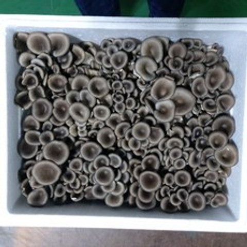아인농장 느타리버섯, 1박스, 느타리 2Kg