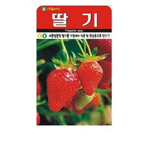 SN월드 씨앗 열매채소 과일채소 모음, 딸기
