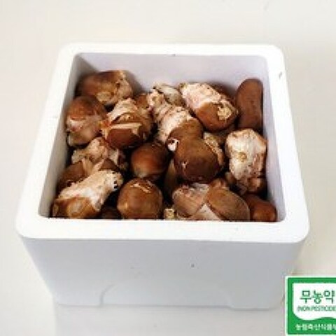 [참송팜] 자연산 송이처럼 먹을 수 있는 참송이 못난이(중품) 1kg, 1박스