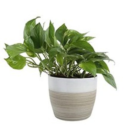 Devils Ivy Golden Port White Natural Decoration Growth Live Indoor Plants 10 inches Tall and Fresh in Korea Farm, 본상품