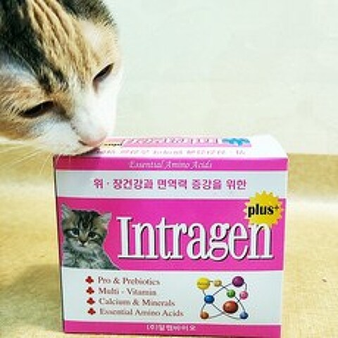 인트라젠 고양이유산균 변비약 영양제 30p 종합영양제 4개이상 구매시 고양이 포스트잇 사은품