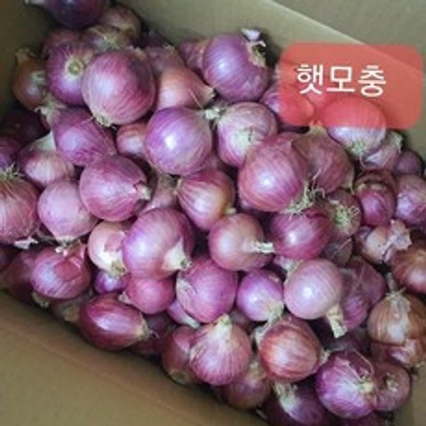 [신중국식품] 중국모충(미니양파) 샬롯, 1개, 500g