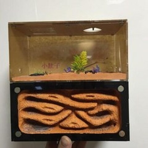 개미사육장 여왕 관찰하기 아크릴 둥지 2베드룸 개미농장, 주황색