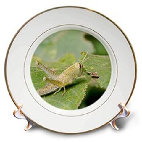 EOM Danita Delimont - Animals - Costa Rica Central America. Grasshopper. - E096108MYT6R2L3, 기본
