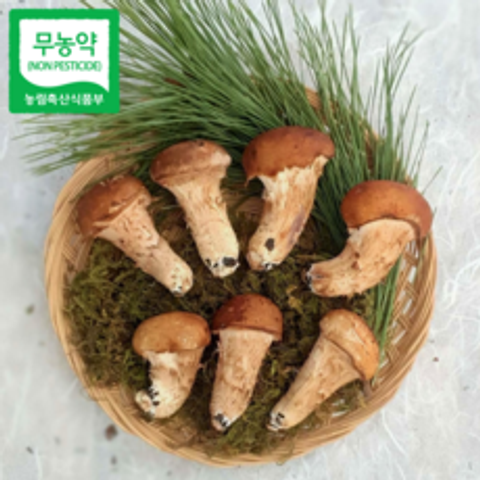 [참송이]직접재배 산지직송 친환경 참송이버섯 가정용 500g/800g/1kg, 가정용 1kg