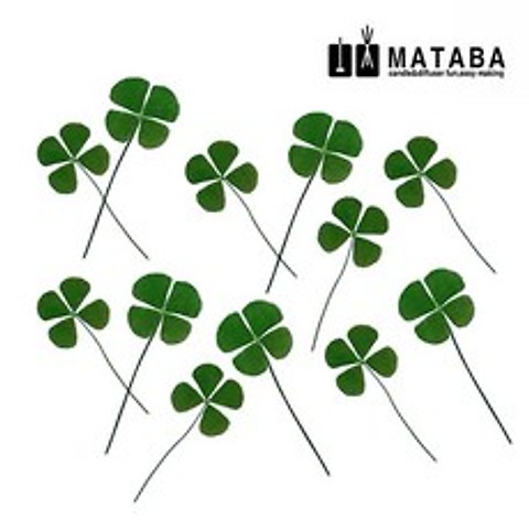 마타바 압화-네잎크로버 (압축진공팩포장), 단품, 1개