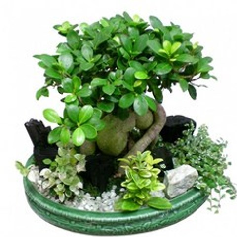 플라워리퍼블릭 펜다인삼1 관엽식물 실내화초 축하화분 실내식물
