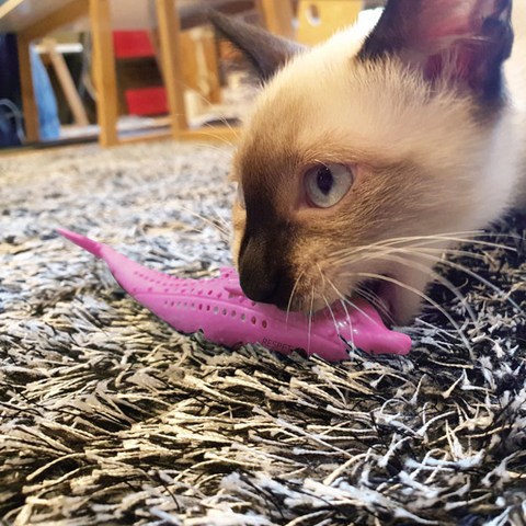 고양이 셀프칫솔 냥치카 돌고래 핑크, 40g, 1개