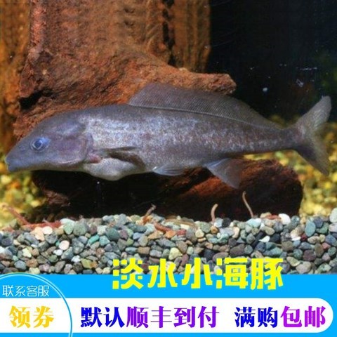 담수 숏 풀 항아리 감상 물고기, 1