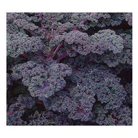 PREMIER SEEDS DIRECT-Kale / Borecole-Scarlet-2200 Seeds, 단일옵션