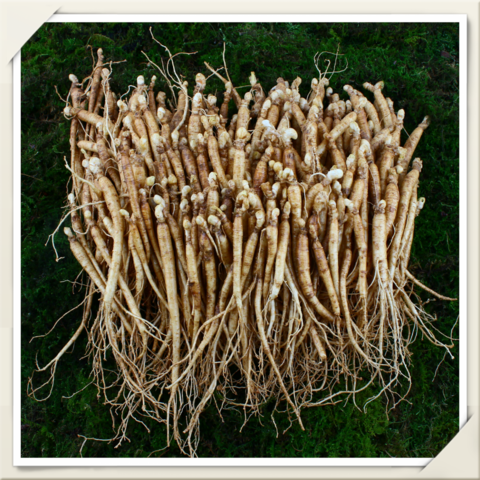실실이(150뿌리내외 750g)1채 삼계탕인삼 수삼뿌리, 단일품목