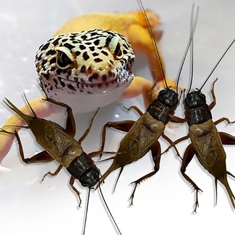 벅스브라더스 쌍별 귀뚜라미 레오파드게코 도마뱀 파충류 양서류 개구리 햄스터 고슴도치 낚시미끼 살아있는 생물 먹이곤충, 50마리, 중(적량출고)