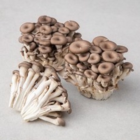 국내산 참맛 느타리버섯, 800g, 1팩