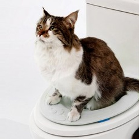 나비누기 양변기설치형 고양이 화장실 변기훈련기 + 보조품, 흰색
