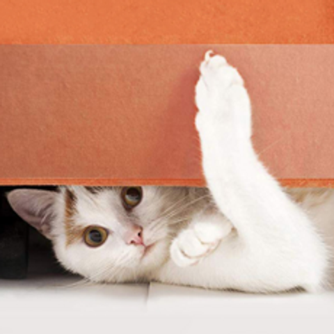 정글몬스터 고양이 스크래치 방지 패드 테이프, 1개