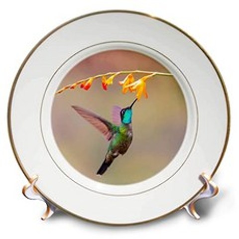 3dRose Central America Costa Rica. Male talamanca Hummingbird Feeding - Plates (cp_330942_1), 본상품