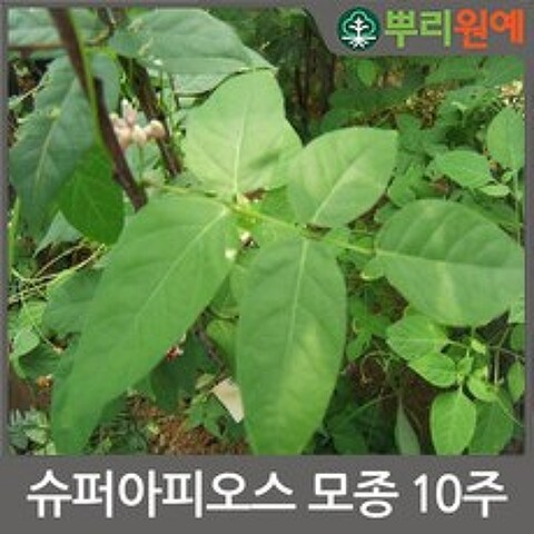 슈퍼 아피오스모종10주(10개)/인디언감자모종