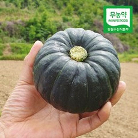 [함평직송] 21년 햇 수확 무농약 미니단호박(밤호박) 1kg 보우짱