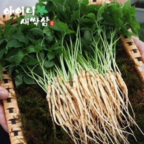 아이니 새싹삼 미니 100 뿌리 (15cm 좌우), 1박스