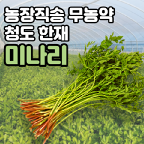 농장직송 무농약 청도 한재 미나리 봄 나물 친환경 1kg 2kg 3kg