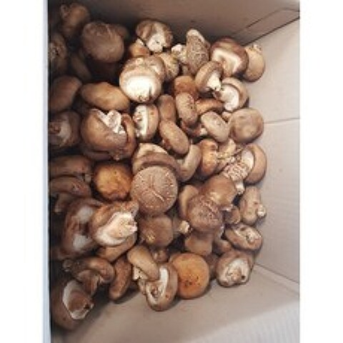 표고버섯 (파지) 4Kg 19900원 식당용 국물용 육수용. 김장용 다시용 추천, 표고버섯.(파지) 4kg, 파지 표고버섯 4kg