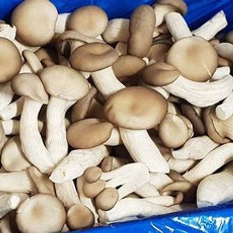 백산상회 느타리버섯, 1박스, 상2kg