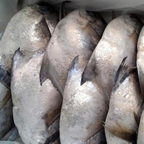 목포신안 횟감용손질병어(특대)5미(미당400~450g내외), 단품