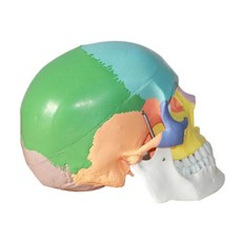 ZLD 3 개 부품 해부 인간적인 두개골 모형 해골 해부학 실험실 가르침