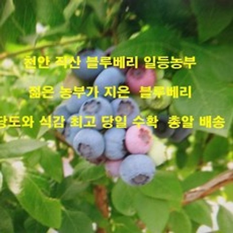 [천안 명품 로컬푸드]청정지역 자란 무농약 로컬푸드]블루베리 500g.700g.1kg(효소용), 1봉, 건조븛베리100g