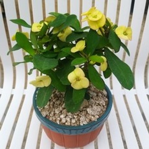 인플랜츠팜 꽃기린 노랑 세라믹도자기화분 공기정화 반려식물