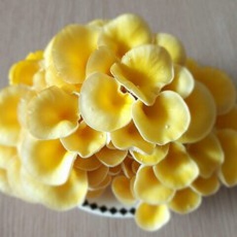 스페이스온 버섯키우기 느타리버섯키우기 버섯종균 버섯키트 노랑이, 1개, 800g