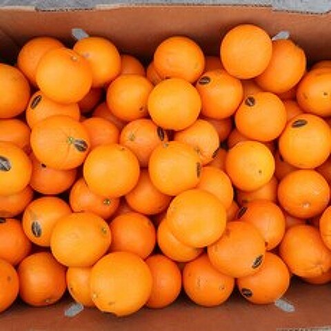 실속형 썬키스트 고당도 오렌지 사이즈랜덤, 17kg내외, 56-72과사이즈