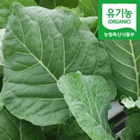담양 유기농 즙케일 주스용 녹즙용 케일, 1박스, 1kg