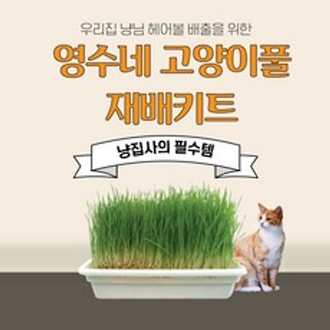 고양이 풀 캣그라스 캣닢 캣잎 재배기 세트 캣닢 보리 밀 3종 대용량 세트상품