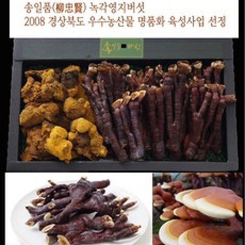 송일품 국내제배 상황버섯 녹각영지버섯 세트, 국내제배 상황버섯 녹각영지버섯세트(350g)