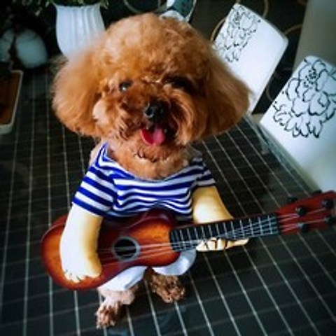 크리에잇투 애견 컨셉의상 기타리스트 코스프레 강아지옷 고양이옷