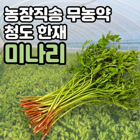 농장직송 무농약 청도 한재 미나리 봄 나물 친환경 1kg 2kg 3kg