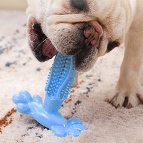 딩동펫 강아지 덴티 셀프칫솔 소형, 블루, 1개