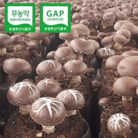 [해담은농장] 국내산 참나무100%재배 생표고버섯1kg 4kg, 1개, 하품1kg